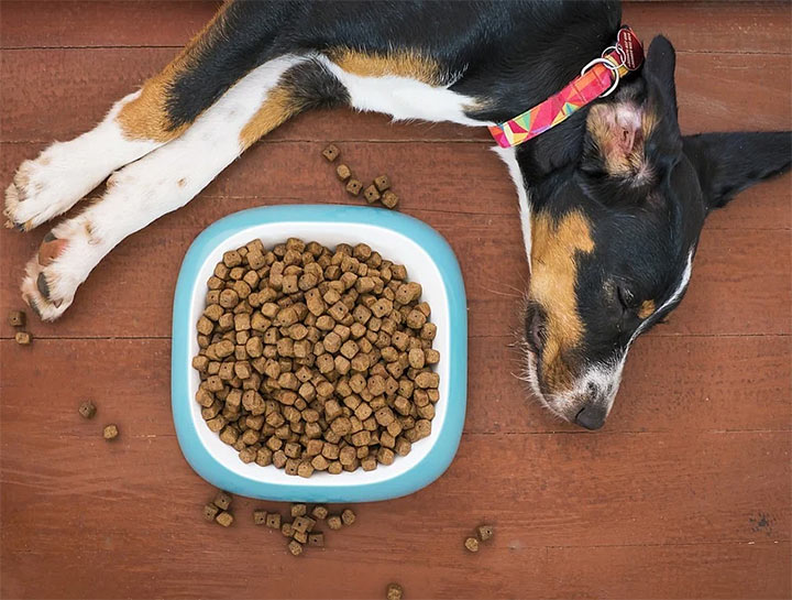 Understanding Pet Food Labels